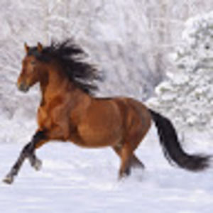 Meet your Posher, Arikka